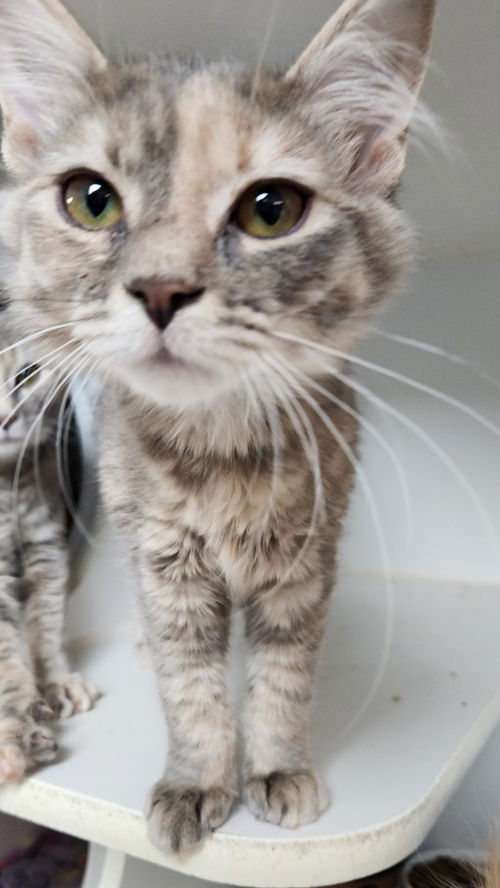 picture of the cat needing adoption