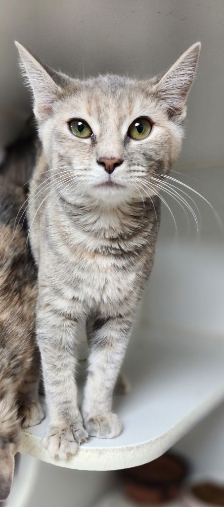 picture of the cat needing adoption