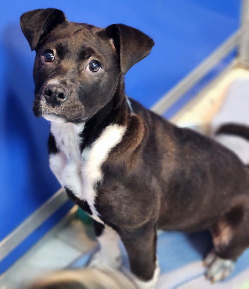 picture of the dog needing adoption