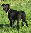 Edie