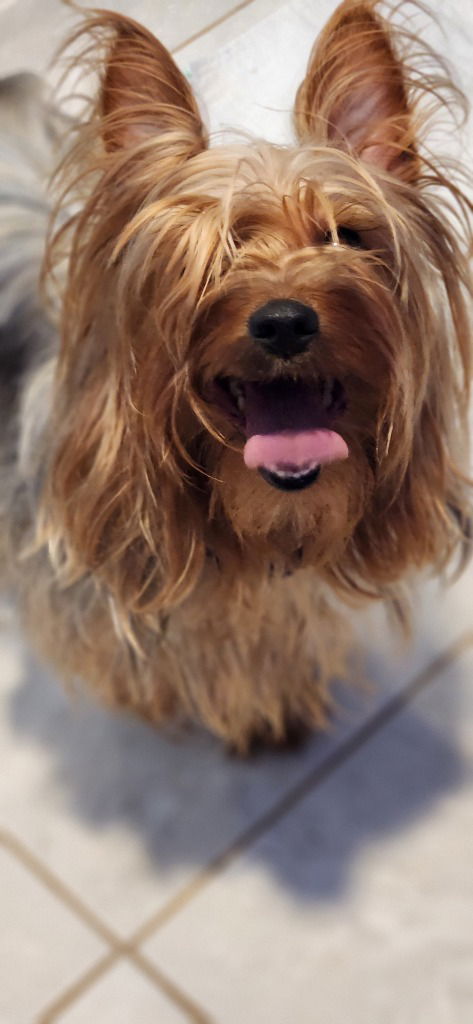 picture of the dog needing adoption