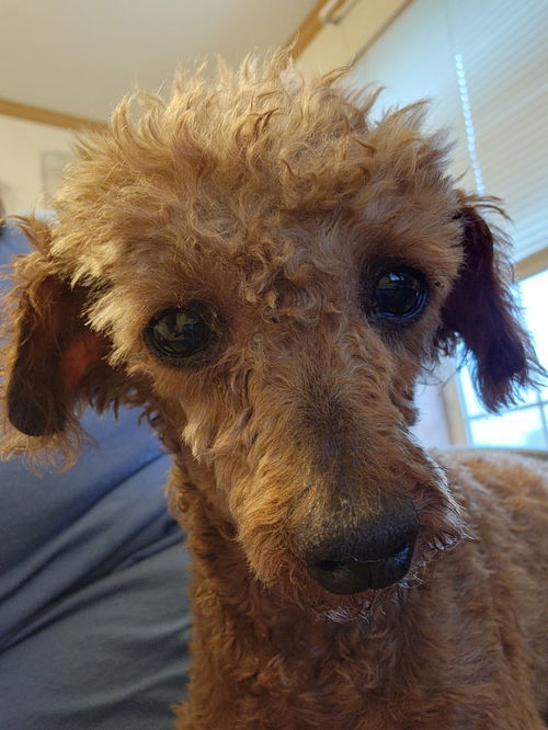 picture of the dog needing adoption