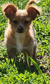 Daisy