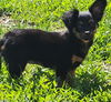 Maizie