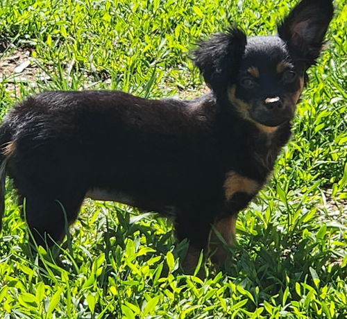 Maizie