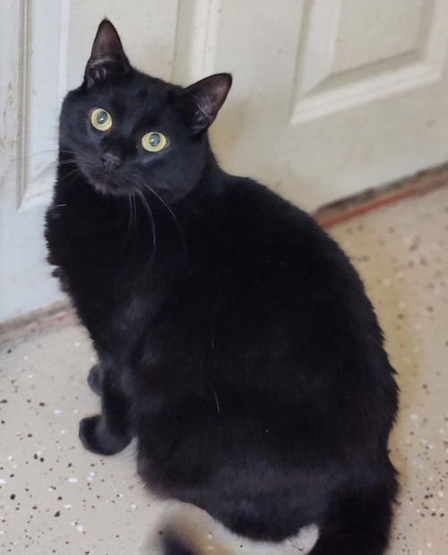 Bella