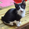 Bugsy