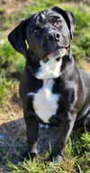Buster