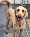 Baxter