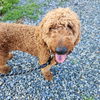 Baxter