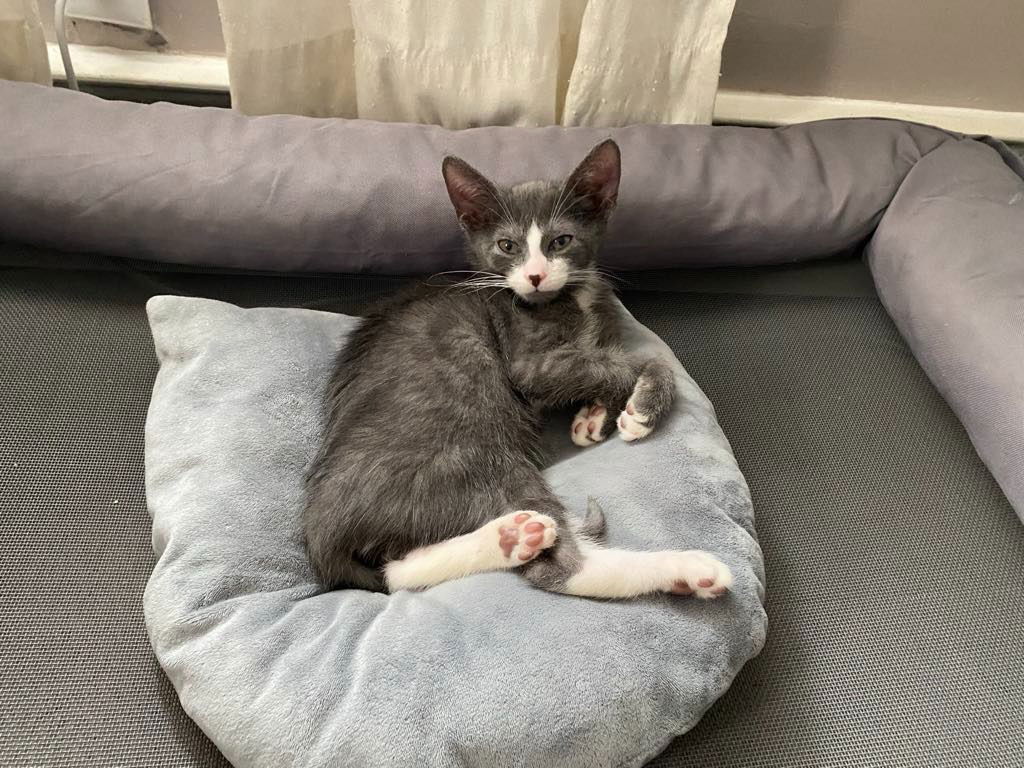 adoptable Cat in Walnutport, PA named Mochi