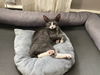 adoptable Cat in walnutport, PA named Mochi