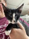 adoptable Cat in walnutport, PA named Sherbert