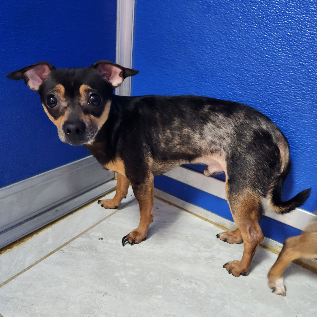 adoptable Dog in Walnutport, PA named Carter