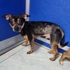 adoptable Dog in walnutport, PA named Carter