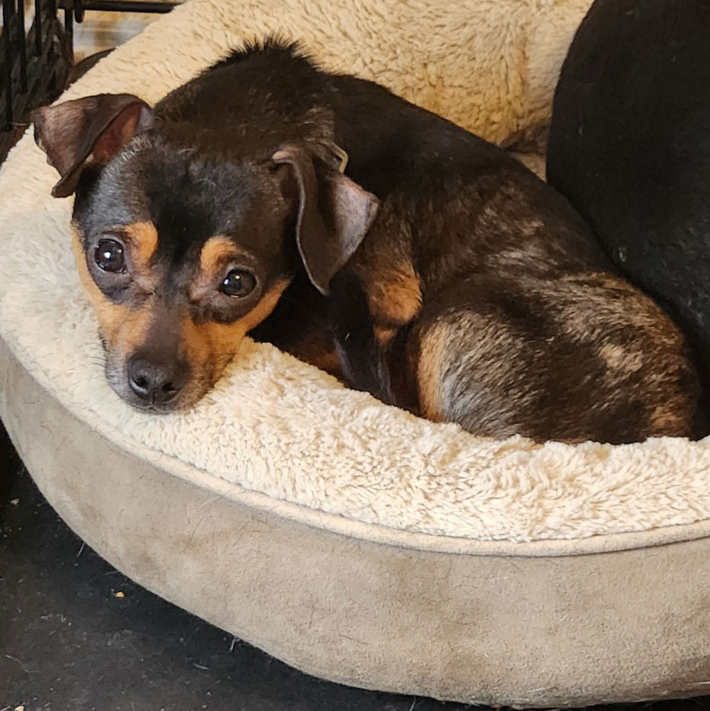 adoptable Dog in Walnutport, PA named Carter