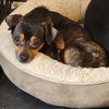 adoptable Dog in  named Carter