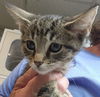 adoptable Cat in walnutport, PA named Autumn