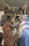 adoptable Cat in , PA named George