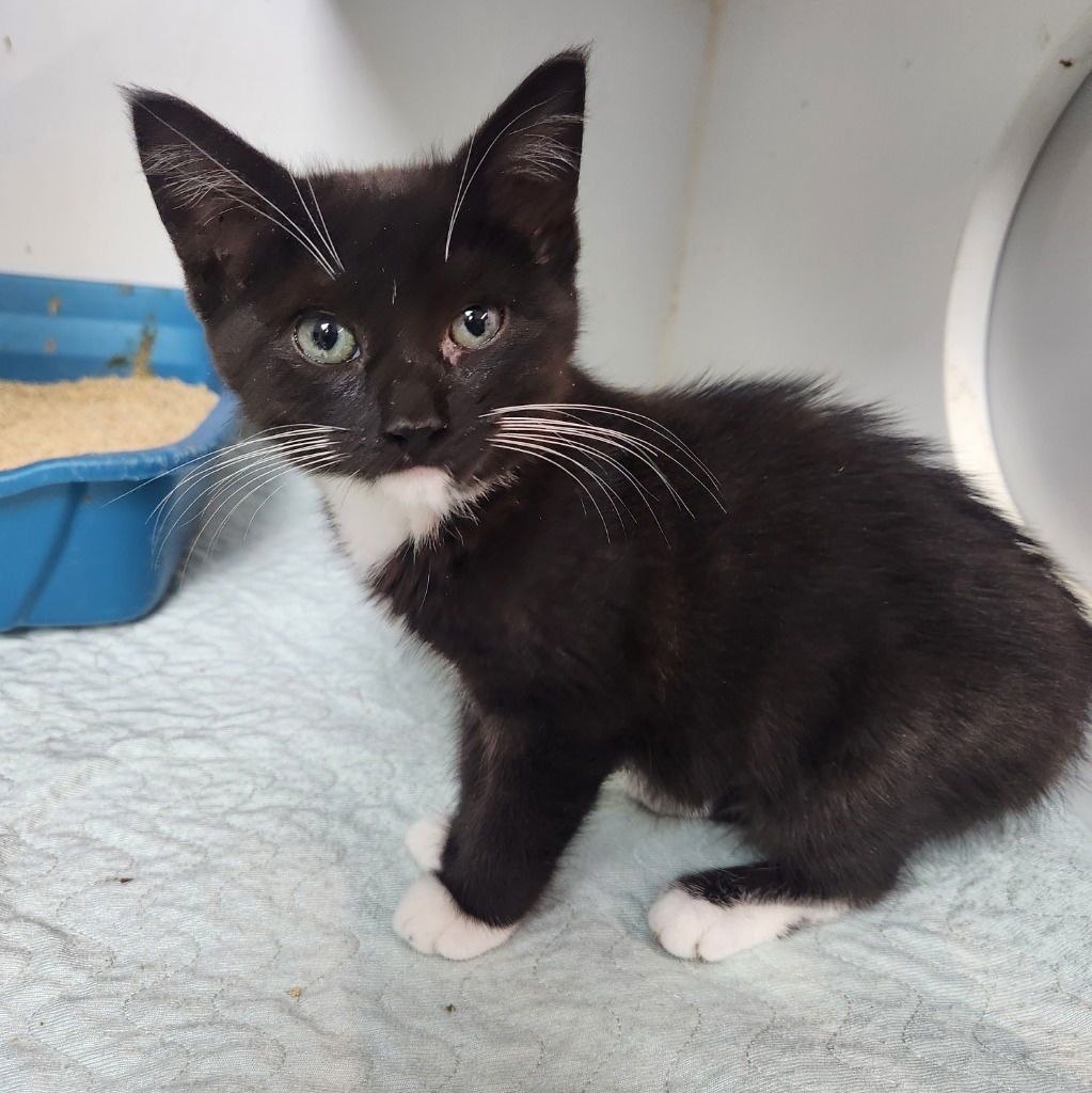 adoptable Cat in Walnutport, PA named Gracie