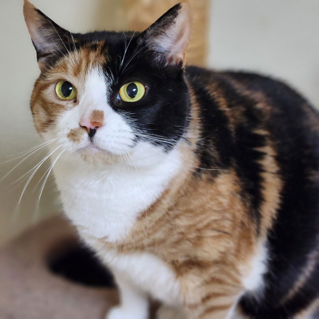 adoptable Cat in Walnutport, PA named Karma2