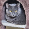 adoptable Cat in  named Luna