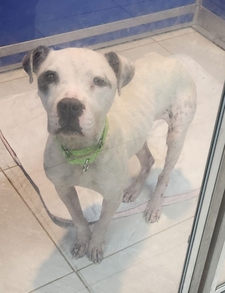 adoptable Dog in Walnutport, PA named Hope