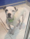adoptable Dog in , PA named Hope