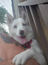 adoptable Dog in , PA named Opel