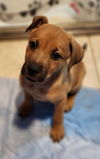 adoptable Dog in  named Dusty