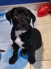 adoptable Dog in  named Ozzie