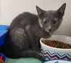 adoptable Cat in  named Granite