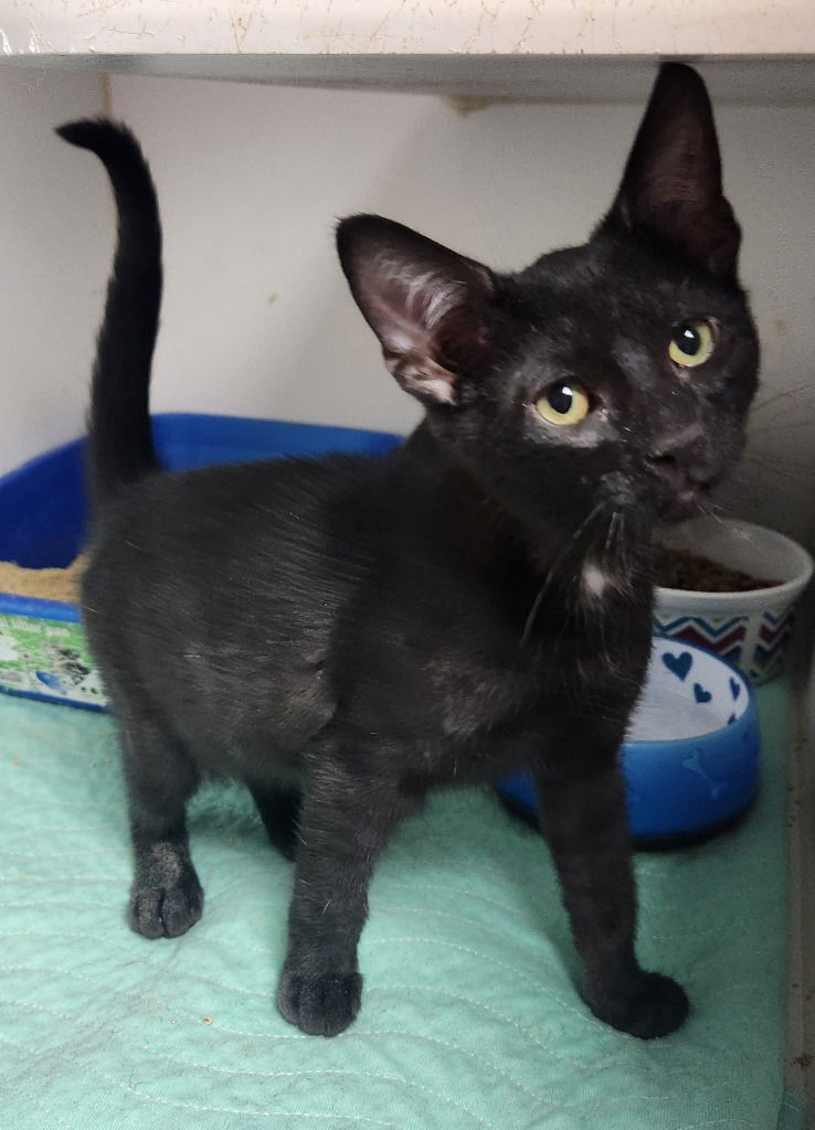 adoptable Cat in Walnutport, PA named Smoke