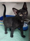 adoptable Cat in  named Smoke