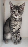 adoptable Cat in  named Smudge