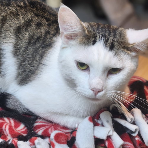 Snow, an adoptable Domestic Short Hair in Walnutport, PA