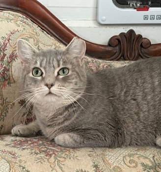 Lulu Image