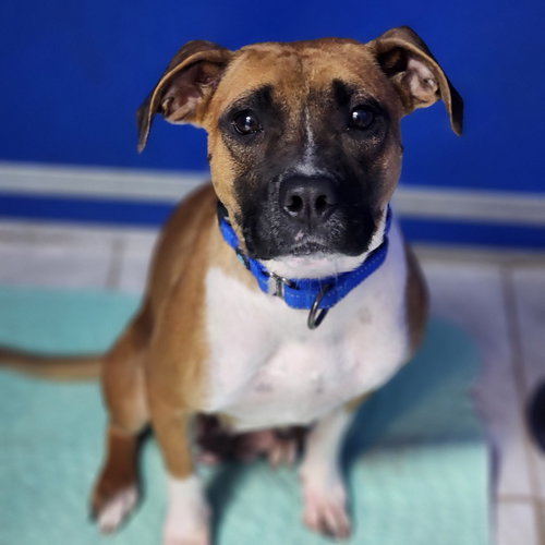 picture of the dog needing adoption