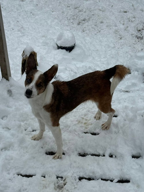 picture of the dog needing adoption