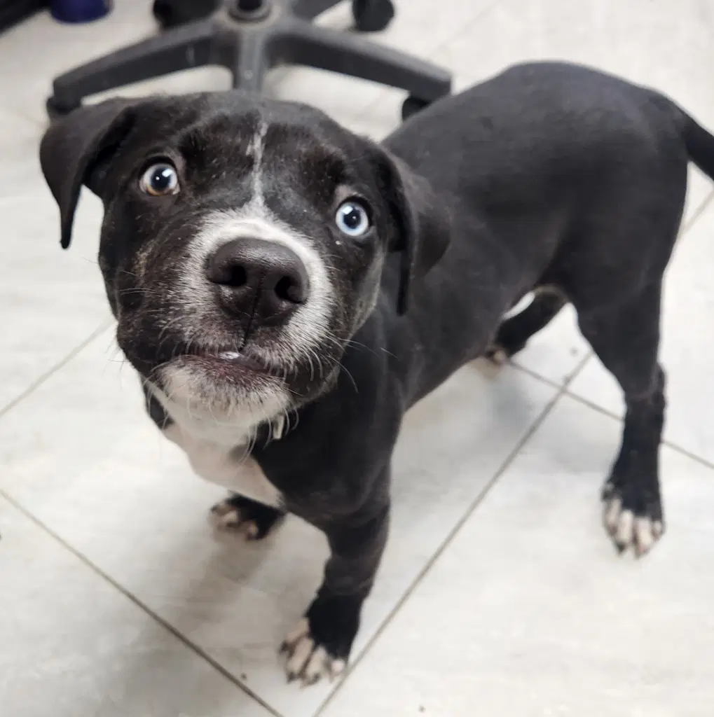 Star - border collie