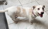 Rocco