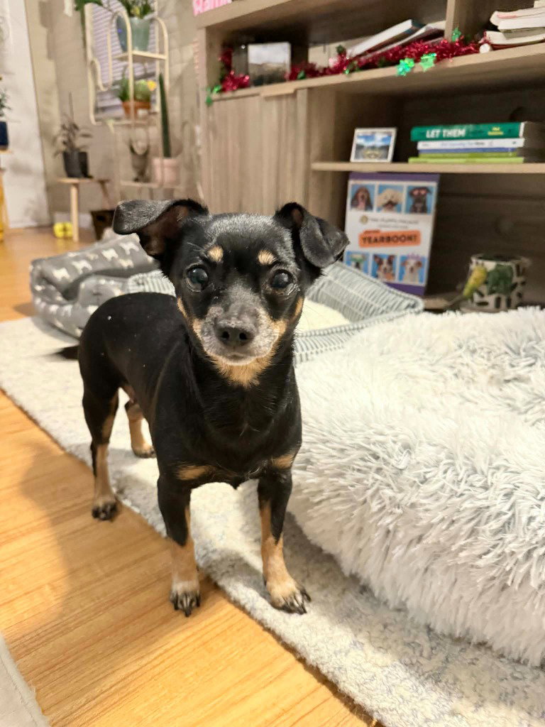 Maggie Image