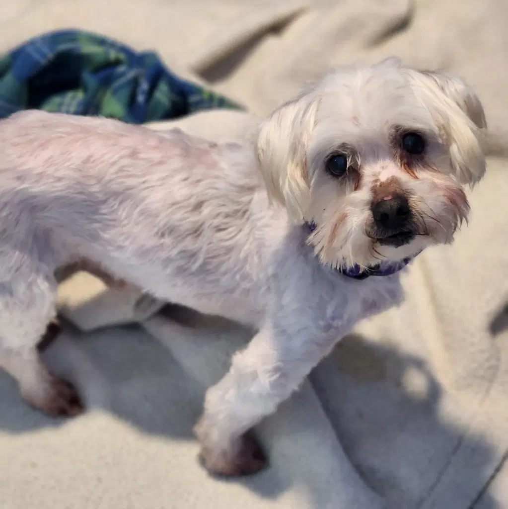Cooper - Maltese