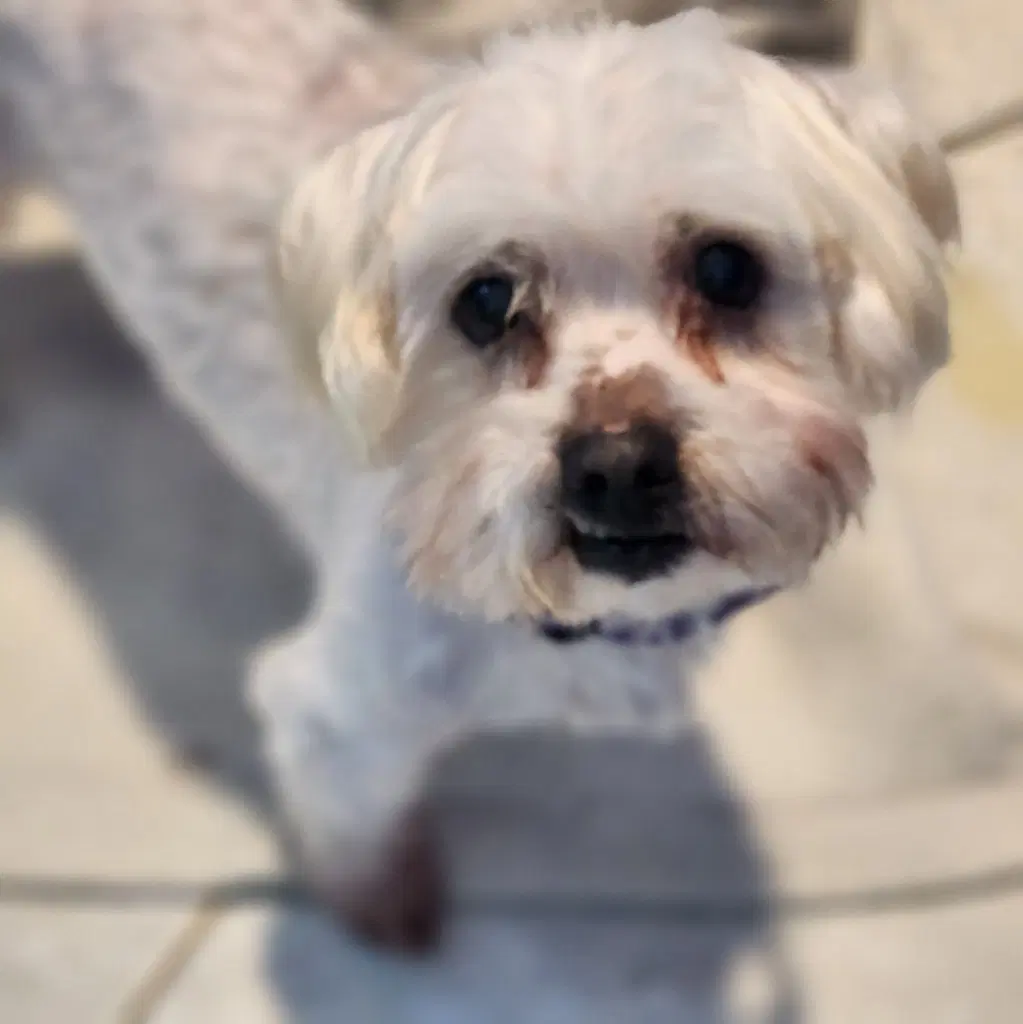 Cooper image 2