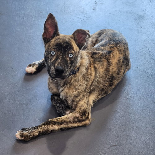 picture of the dog needing adoption