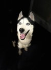 Loki