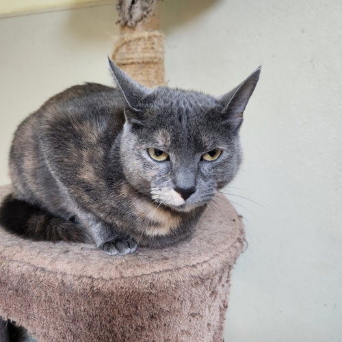 Julie, Young Tortoiseshell, cat for adoption in Wilkes-Barre, Pennsylvania