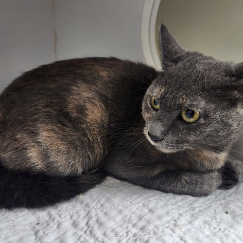 JULIE - Tortoiseshell available for adoption