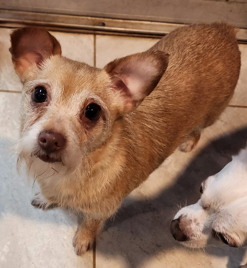 BUTTERCUP - Chihuahua available for adoption