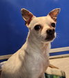 Dexter - Photo 1